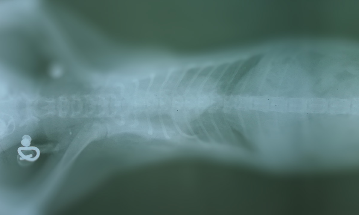 Avoid Blurry X-Rays: 3 Ways to Minimize Patient Movement
